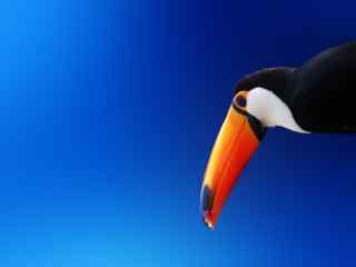 bird2