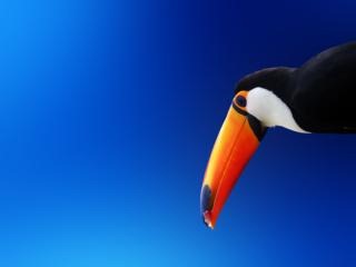 bird1