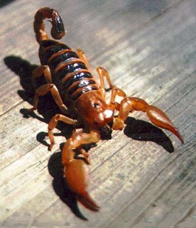 scorpion